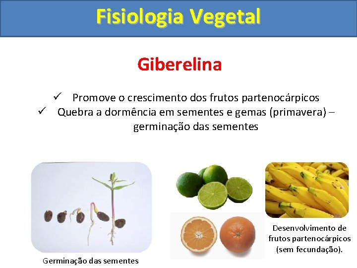 Fisiologia Vegetal Giberelina ü Promove o crescimento dos frutos partenocárpicos ü Quebra a dormência