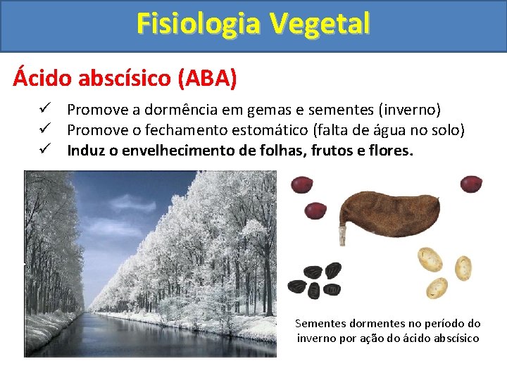 Fisiologia Vegetal Ácido abscísico (ABA) ü Promove a dormência em gemas e sementes (inverno)