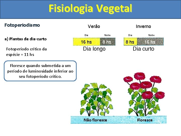 Fisiologia Vegetal Fotoperiodismo a) Plantas de dia-curto Verão Inverno Dia Noite Dia 16 hs