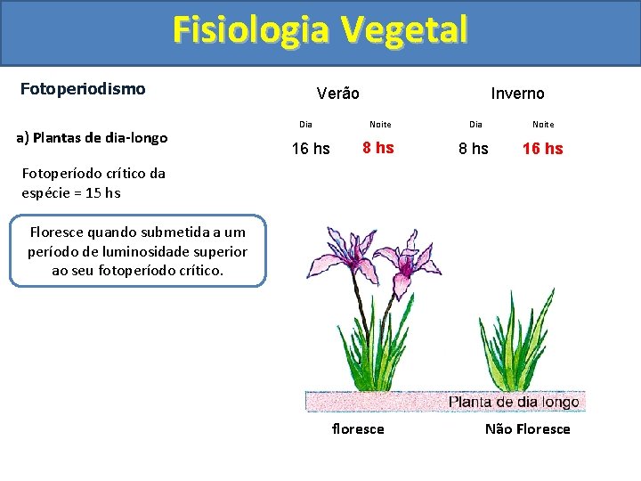 Fisiologia Vegetal Fotoperiodismo a) Plantas de dia-longo Verão Dia 16 hs Inverno Noite Dia