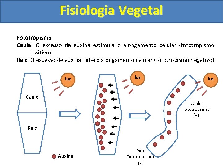 Fisiologia Vegetal Fototropismo Caule: O excesso de auxina estimula o alongamento celular (fototropismo positivo)