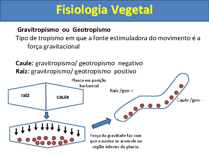 Fisiologia Vegetal Gravitropismo ou Geotropismo Tipo de tropismo em que a fonte estimuladora do
