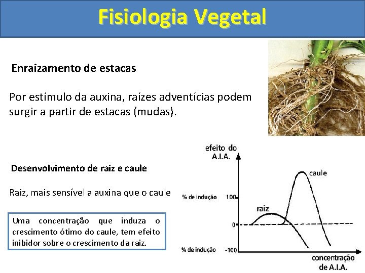 Fisiologia Vegetal Enraizamento de estacas Por estímulo da auxina, raízes adventícias podem surgir a