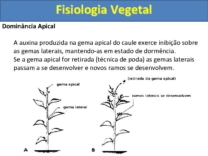 Fisiologia Vegetal Dominância Apical A auxina produzida na gema apical do caule exerce inibição