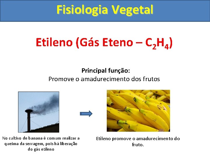 Fisiologia Vegetal Etileno (Gás Eteno – C 2 H 4) Principal função: Promove o