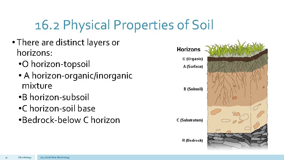 16. 2 Physical Properties of Soil • There are distinct layers or horizons: •