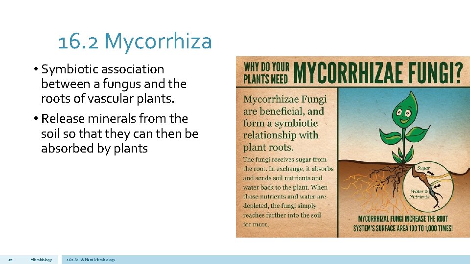 16. 2 Mycorrhiza • Symbiotic association between a fungus and the roots of vascular