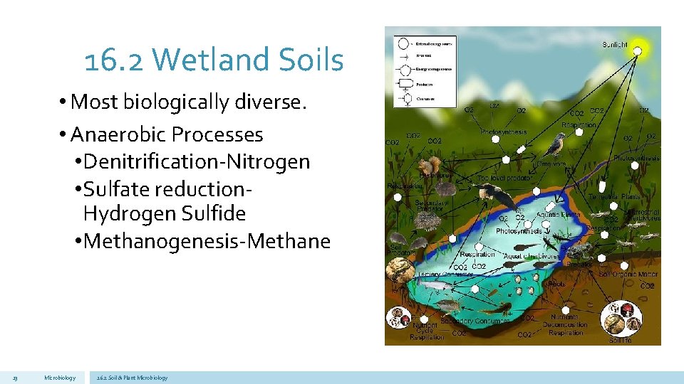 16. 2 Wetland Soils • Most biologically diverse. • Anaerobic Processes • Denitrification-Nitrogen •