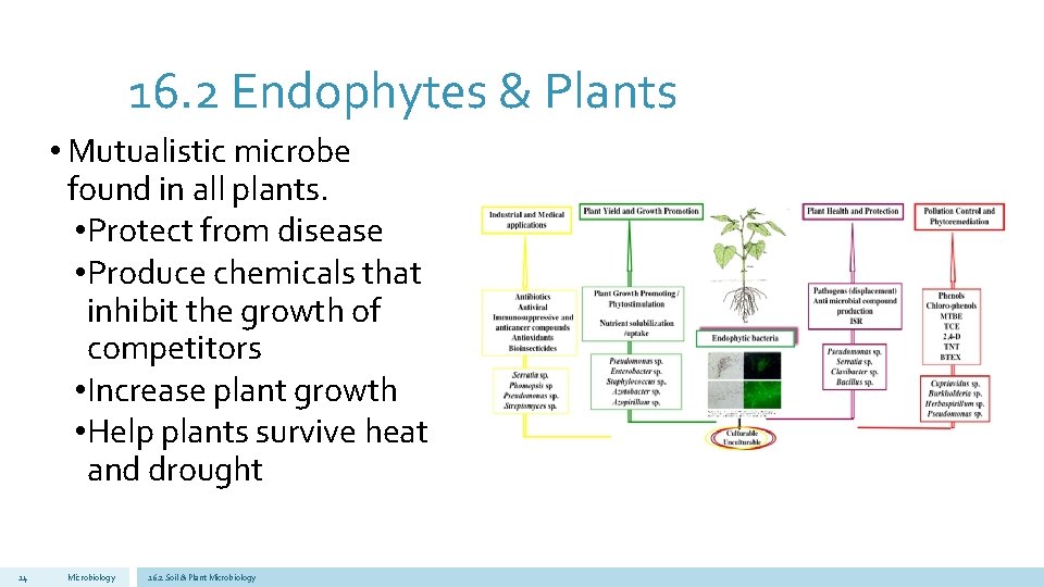 16. 2 Endophytes & Plants • Mutualistic microbe found in all plants. • Protect
