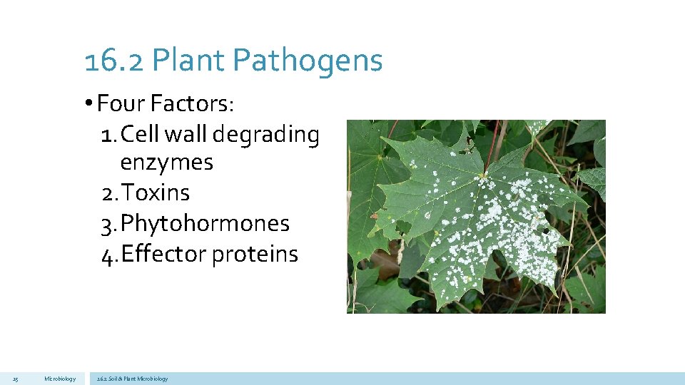 16. 2 Plant Pathogens • Four Factors: 1. Cell wall degrading enzymes 2. Toxins