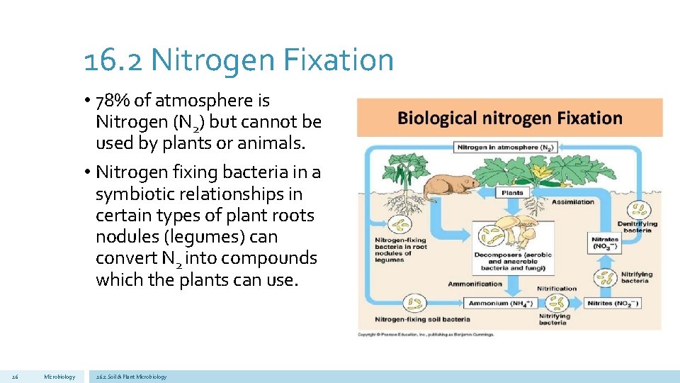 16. 2 Nitrogen Fixation • 78% of atmosphere is Nitrogen (N 2) but cannot
