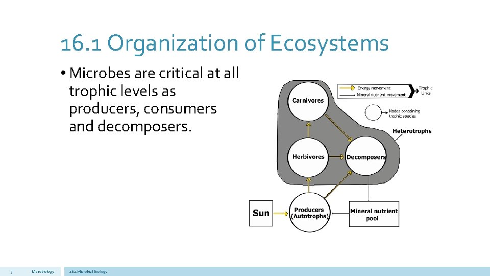 16. 1 Organization of Ecosystems • Microbes are critical at all trophic levels as
