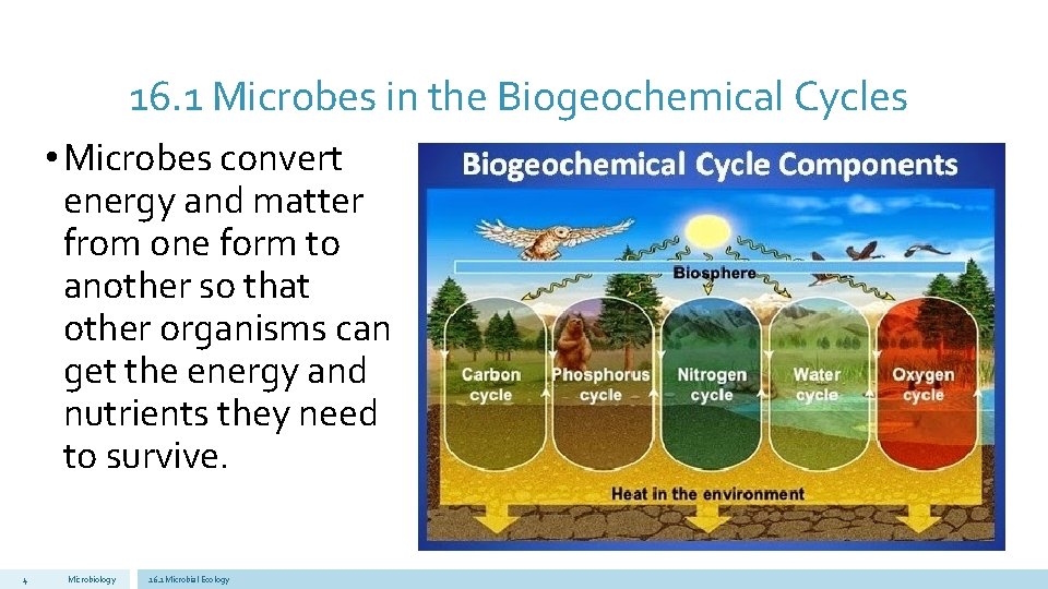 16. 1 Microbes in the Biogeochemical Cycles • Microbes convert energy and matter from