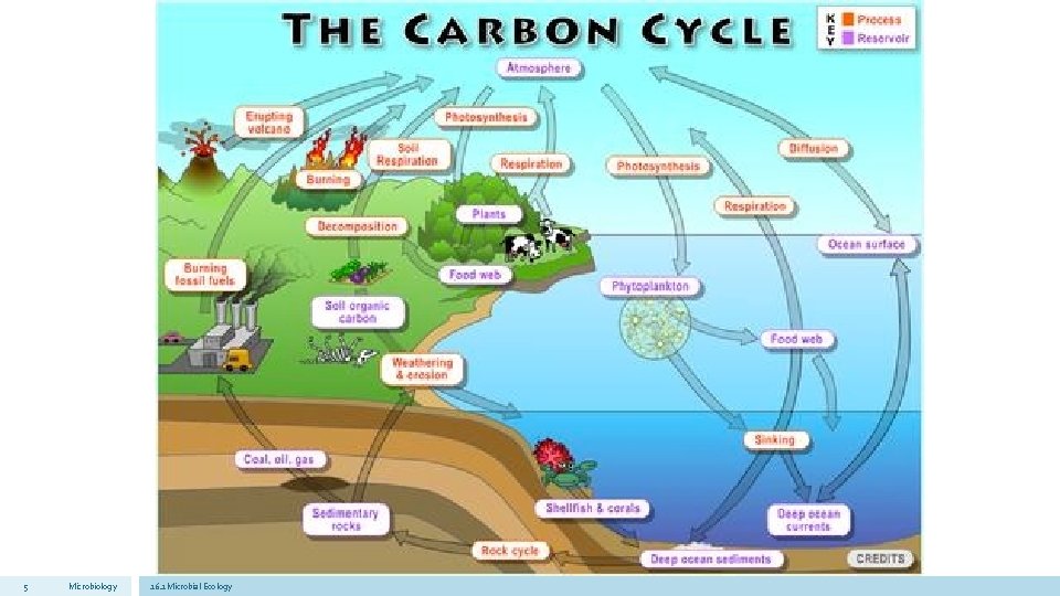 5 Microbiology 16. 1 Microbial Ecology 