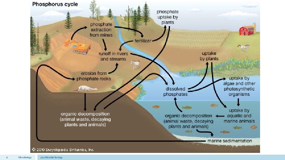 6 Microbiology 16. 1 Microbial Ecology 