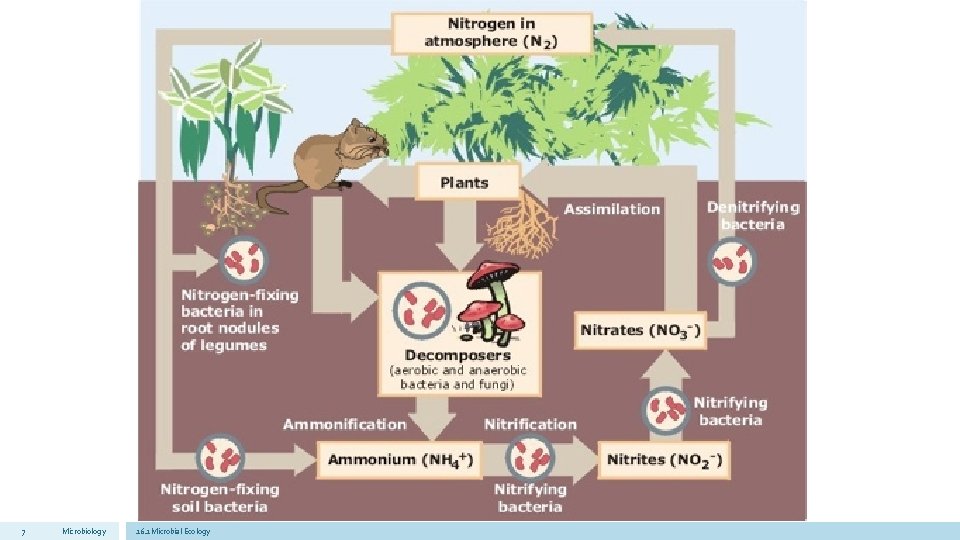 7 Microbiology 16. 1 Microbial Ecology 