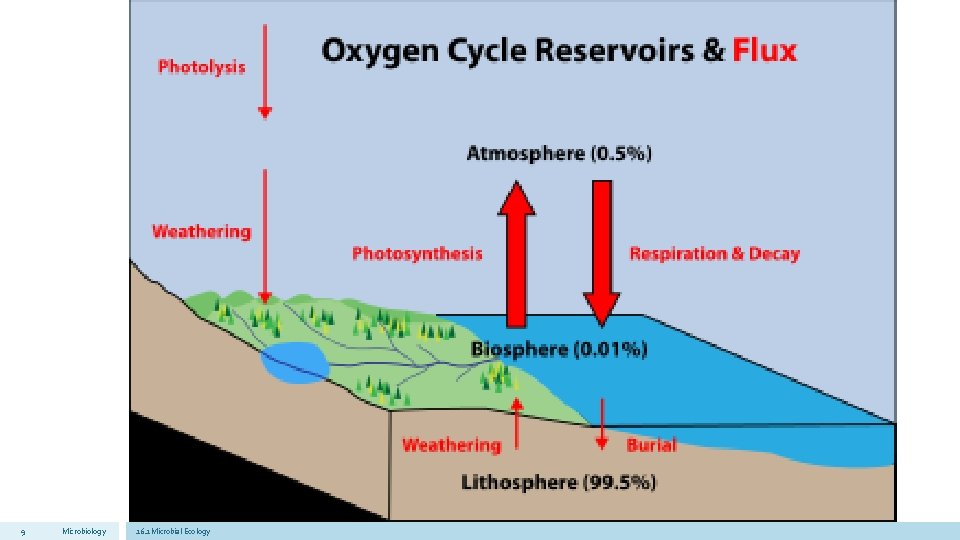 9 Microbiology 16. 1 Microbial Ecology 