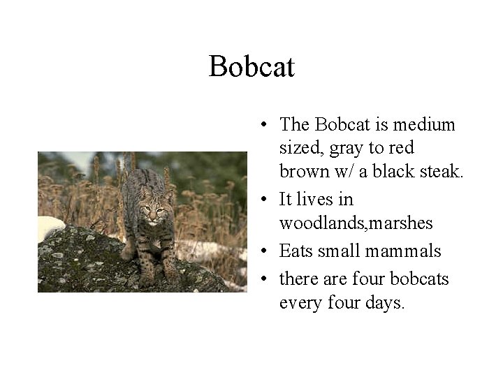 Bobcat • The Bobcat is medium sized, gray to red brown w/ a black