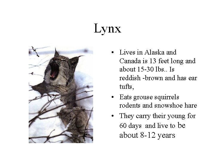 Lynx • Lives in Alaska and Canada is 13 feet long and about 15