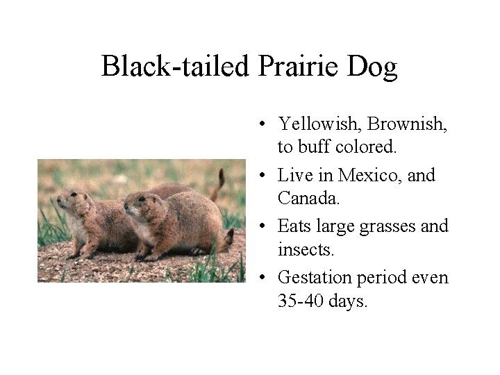 Black-tailed Prairie Dog • Yellowish, Brownish, to buff colored. • Live in Mexico, and