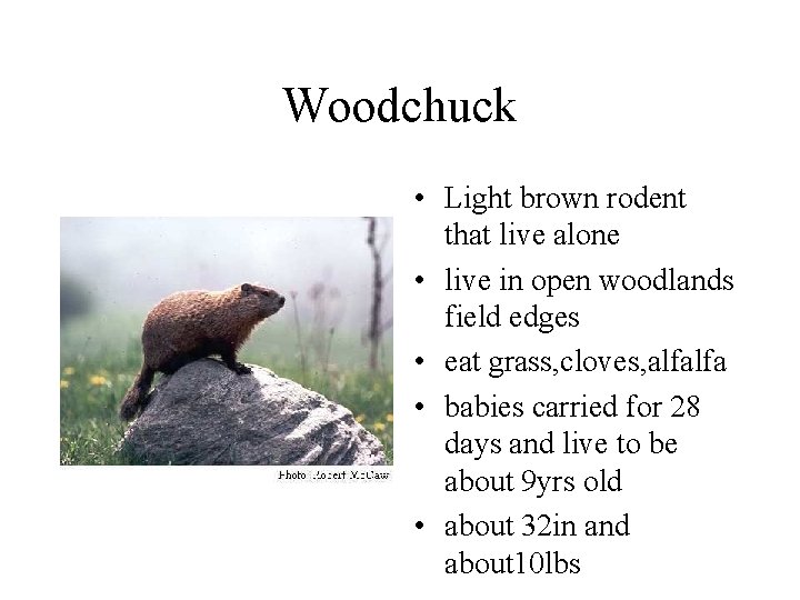Woodchuck • Light brown rodent that live alone • live in open woodlands field