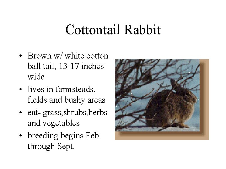 Cottontail Rabbit • Brown w/ white cotton ball tail, 13 -17 inches wide •