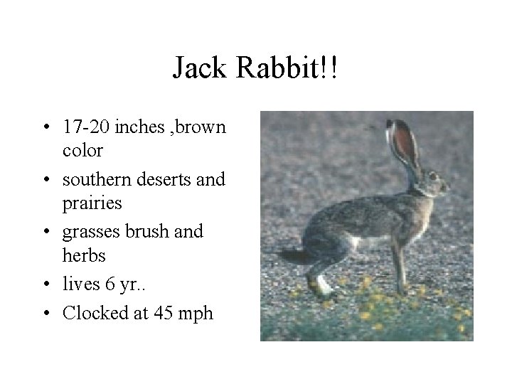 Jack Rabbit!! • 17 -20 inches , brown color • southern deserts and prairies