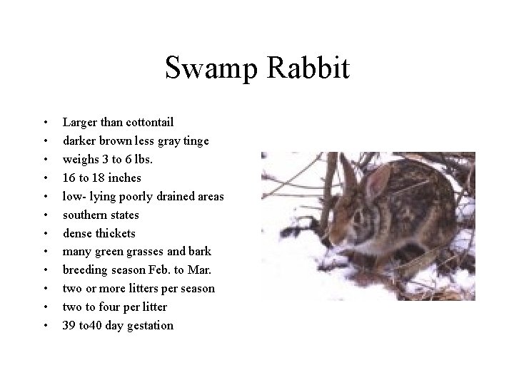 Swamp Rabbit • • • Larger than cottontail darker brown less gray tinge weighs