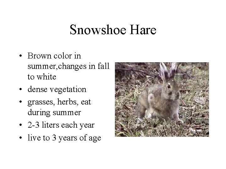 Snowshoe Hare • Brown color in summer, changes in fall to white • dense