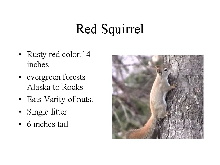Red Squirrel • Rusty red color. 14 inches • evergreen forests Alaska to Rocks.