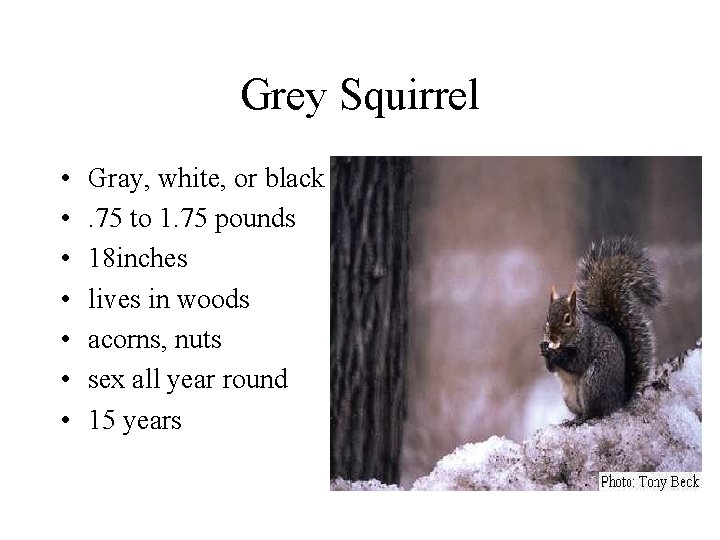 Grey Squirrel • • Gray, white, or black. 75 to 1. 75 pounds 18