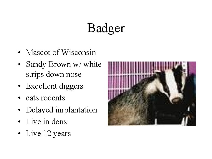 Badger • Mascot of Wisconsin • Sandy Brown w/ white strips down nose •