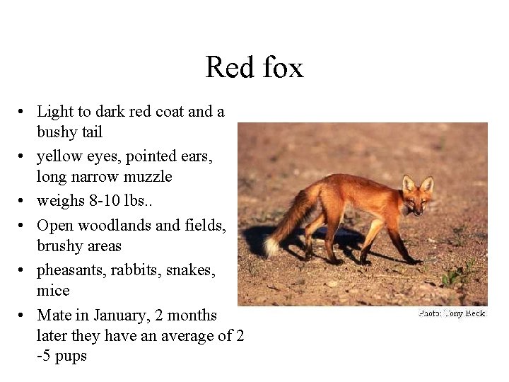 Red fox • Light to dark red coat and a bushy tail • yellow