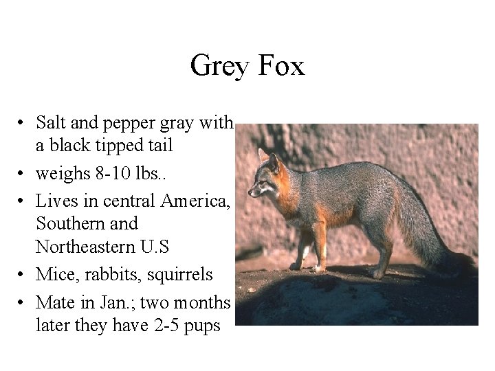 Grey Fox • Salt and pepper gray with a black tipped tail • weighs