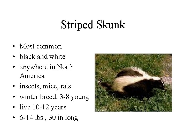 Striped Skunk • Most common • black and white • anywhere in North America