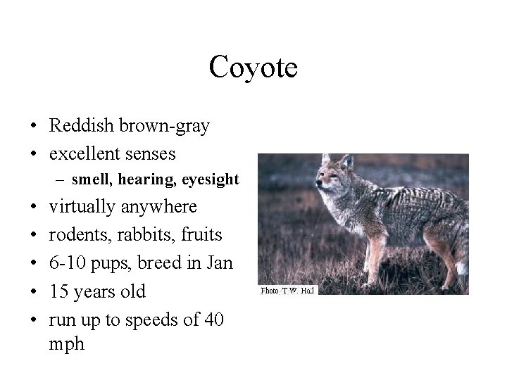 Coyote • Reddish brown-gray • excellent senses – smell, hearing, eyesight • • •