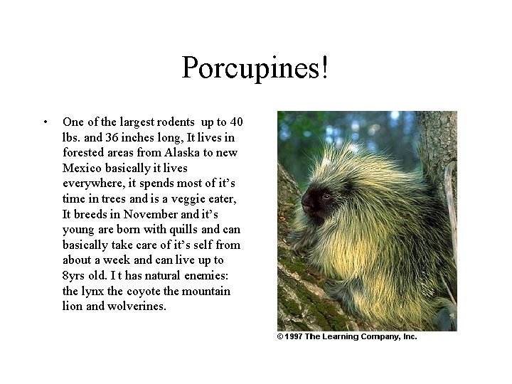 Porcupines! • One of the largest rodents up to 40 lbs. and 36 inches