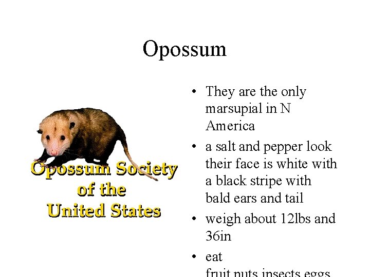Opossum • They are the only marsupial in N America • a salt and