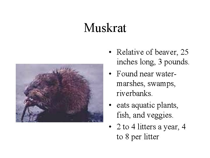 Muskrat • Relative of beaver, 25 inches long, 3 pounds. • Found near watermarshes,
