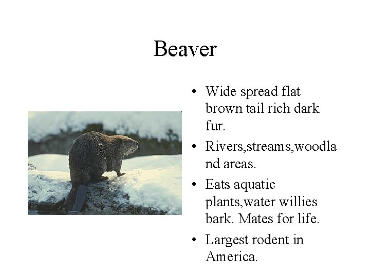 Beaver • Wide spread flat brown tail rich dark fur. • Rivers, streams, woodla