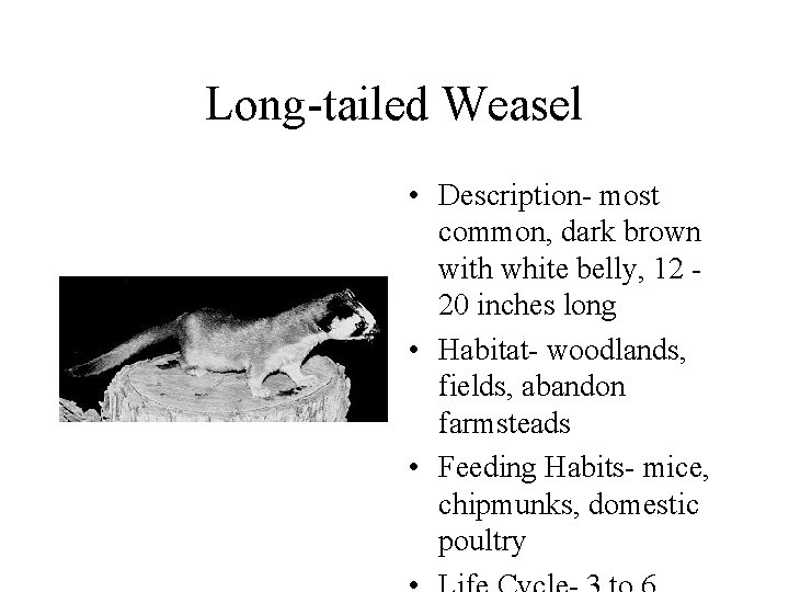 Long-tailed Weasel • Description- most common, dark brown with white belly, 12 20 inches