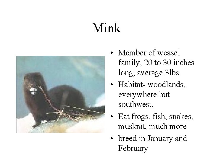 Mink • Member of weasel family, 20 to 30 inches long, average 3 lbs.