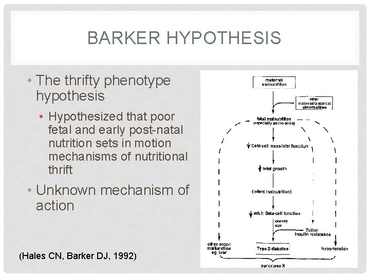 BARKER HYPOTHESIS • The thrifty phenotype hypothesis • Hypothesized that poor fetal and early