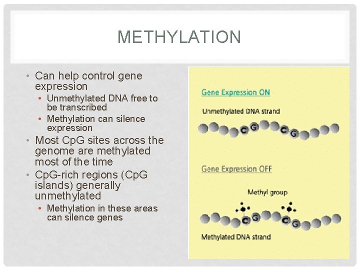 METHYLATION • Can help control gene expression • Unmethylated DNA free to be transcribed