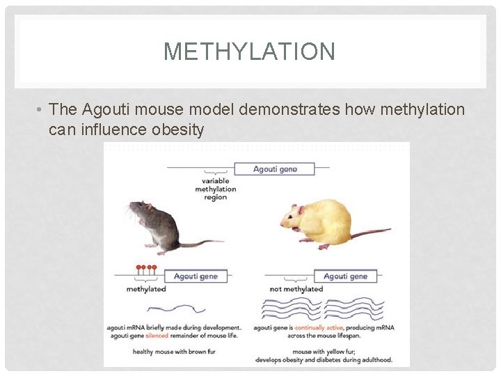 METHYLATION • The Agouti mouse model demonstrates how methylation can influence obesity 