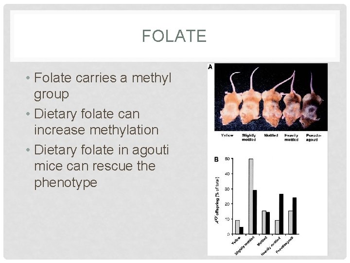 FOLATE • Folate carries a methyl group • Dietary folate can increase methylation •