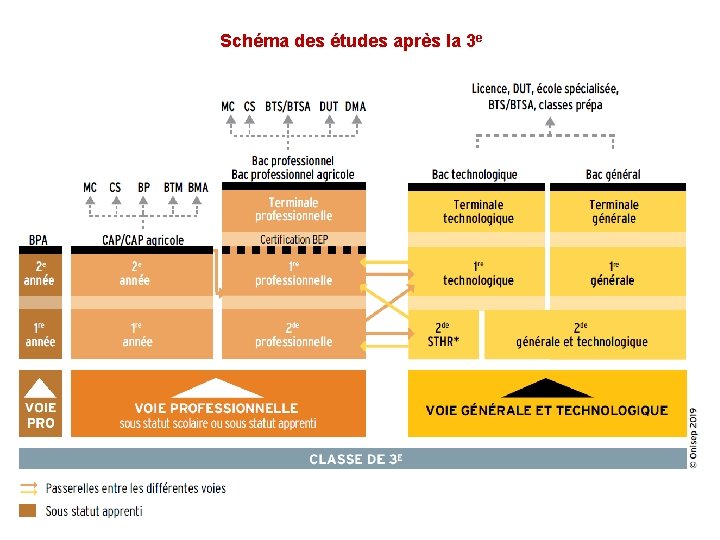 Schéma des études après la 3 e 