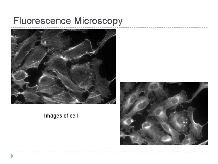 Fluorescence Microscopy Images of cell 