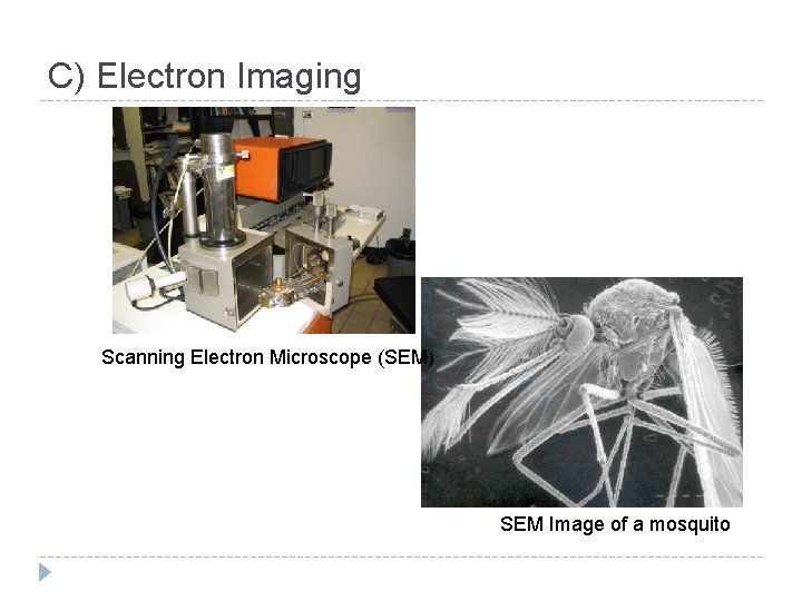 C) Electron Imaging Scanning Electron Microscope (SEM) SEM Image of a mosquito 