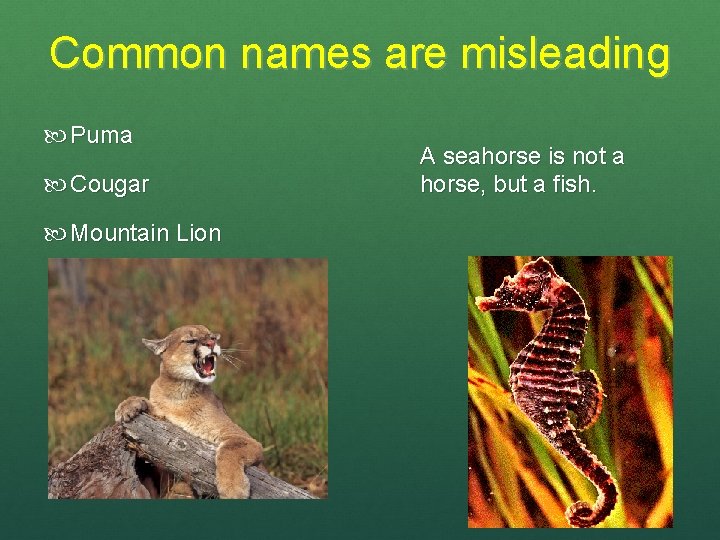 Common names are misleading Puma Cougar Mountain Lion A seahorse is not a horse,